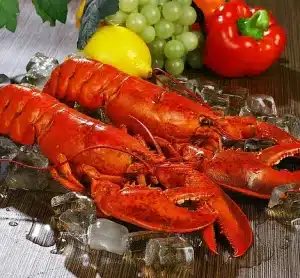 The Mermaid and The Oyster